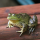 Illustration for article titled Talking Frog May Have $150 For You